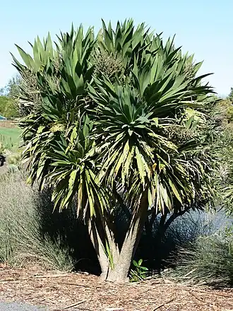 Cordyline obtecta