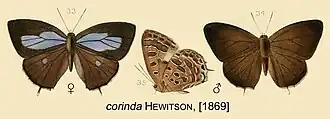 Arhopala corinda