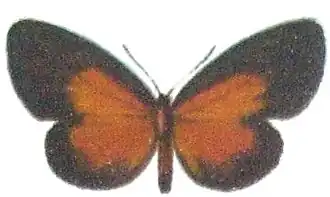 Ptelina carnuta