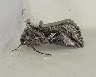 Cornutiplusia circumflexa