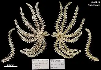 Coronaster pauciporis