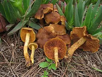 Valse geelplaatgordijnzwam