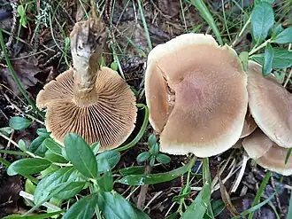 Roestbruine gordelsteelgordijnzwam