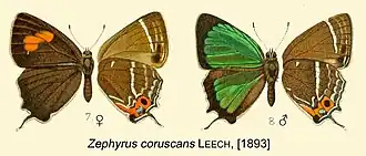 Neozephyrus coruscans