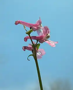 Wanneer de nectar te diep in een bloem verborgen is bijt de hommel een gaatje in de zijkant van de bloemkroon om zo bij de nectar te kunnen komen
