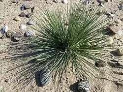 Een pol van buntgras