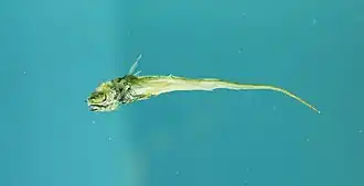 Coryphaenoides alateralis