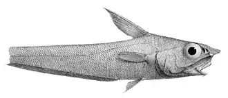 Coryphaenoides guentheri