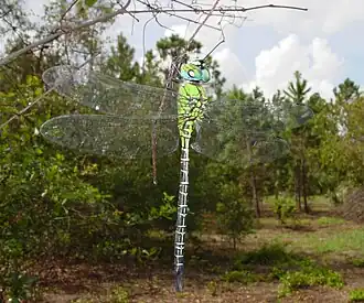 Coryphaeschna adnexa