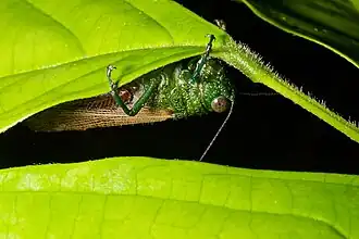 Coscineuta pulchripes