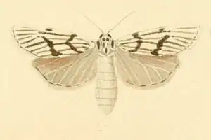 Coscinia bifasciata