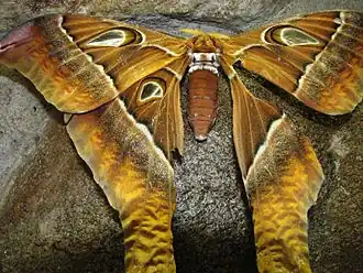 Herculesvlinder: 27 cm