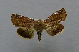 Donkere iepenuil (Cosmia affinis)