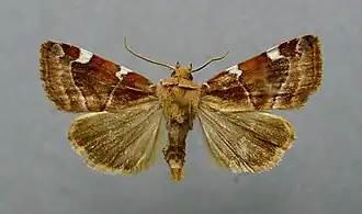 Iepenuil (Cosmia diffinis)