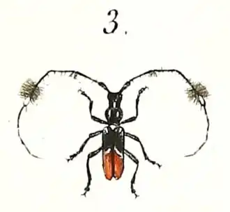 Cosmisoma fasciculatum