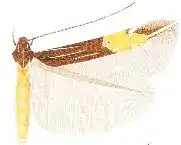 Cosmopterix albicaudis