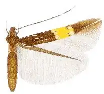 Cosmopterix astrapias