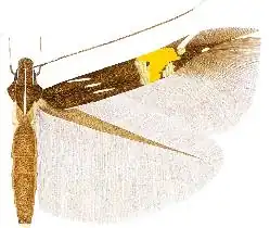 Cosmopterix bacata
