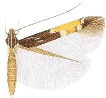 Cosmopterix chalybaeella