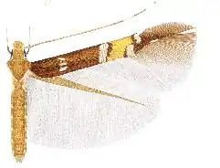 Cosmopterix clandestinella