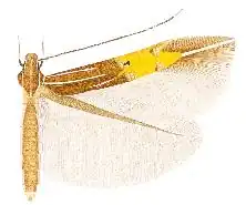 Cosmopterix dapifera