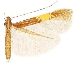 Cosmopterix delicatella