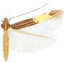 Cosmopterix diaphora