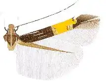 Cosmopterix interfracta