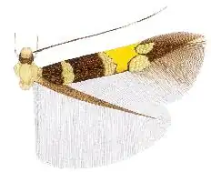 Cosmopterix molybdina