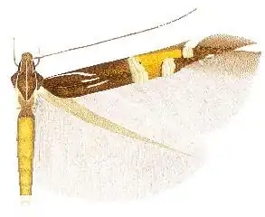 Cosmopterix montisella