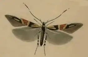 Cosmopterix orichalcea