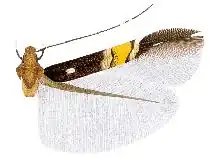 Cosmopterix pyrozela