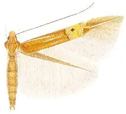 Cosmopterix scirpicola