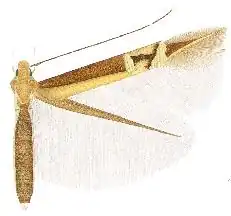 Cosmopterix sinelinea