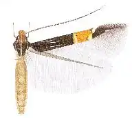 Cosmopterix thrasyzela