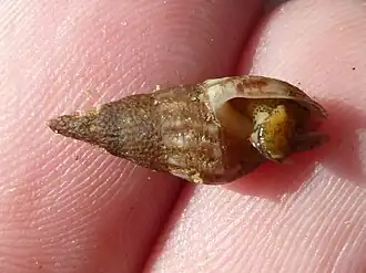 Costoanachis translirata