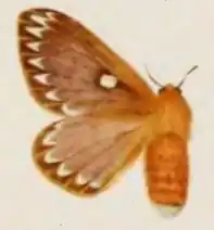 Anthela consuta