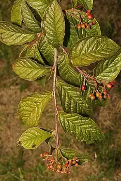 Blad met steunblaadjes