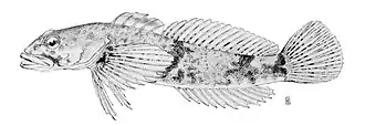 Cottus bairdii