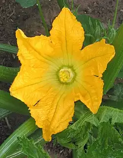 lijnvormige stempels van courgette