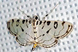 Conchylodes erinalis