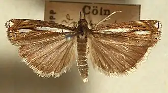 Crambus ericella