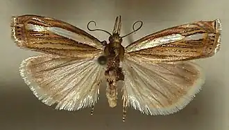 Crambus silvella