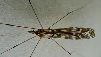 Ischnotoma (Ischnotoma) eburnea