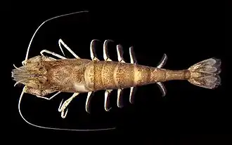 Crangon septemspinosa