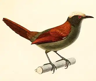 Witkruinstekelstaart