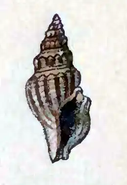 Crassispira apicata