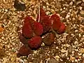Adromischus marianae