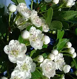 Bloesem van eenstijlige meidoorn