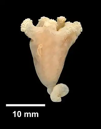 Craterolophus convolvulus